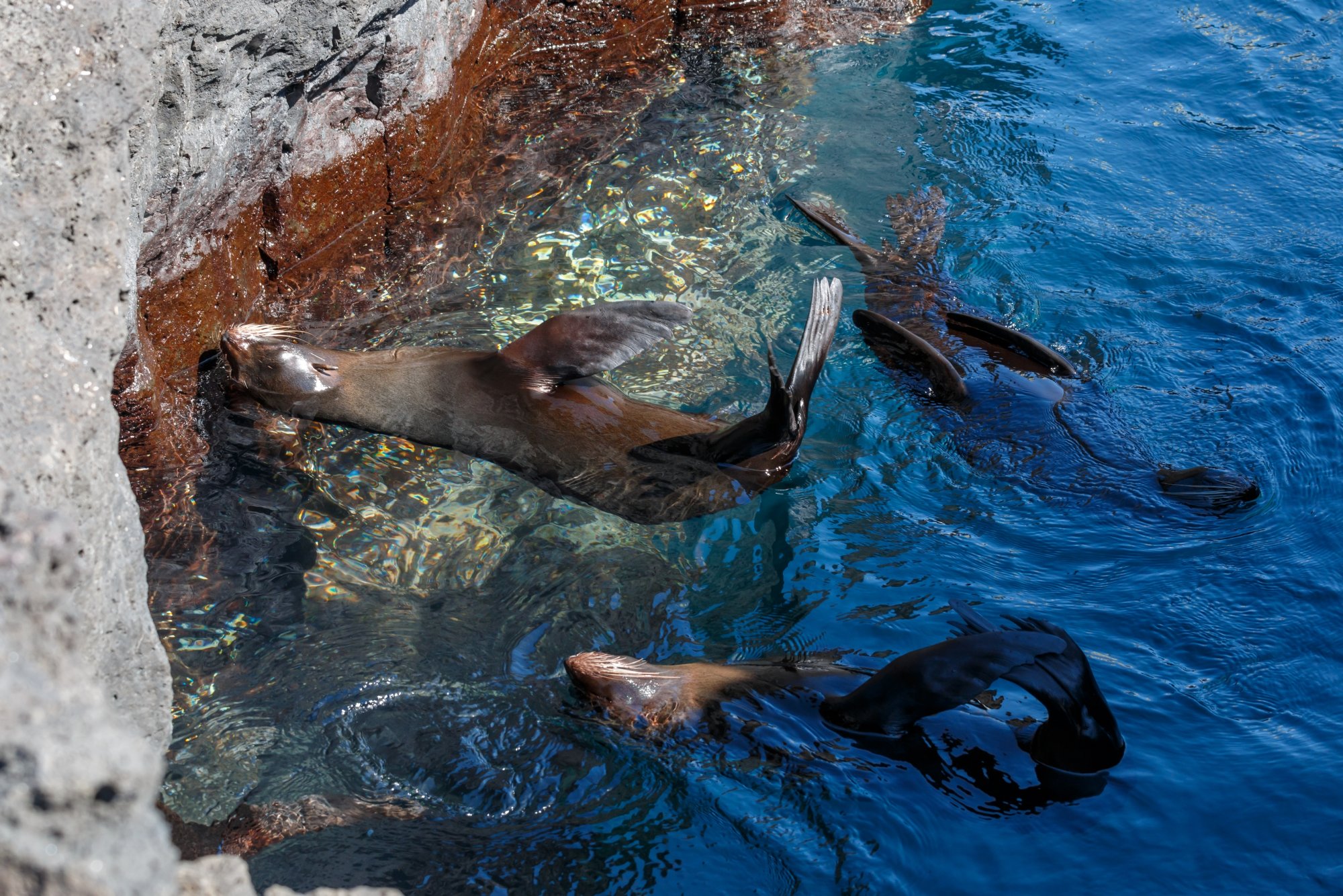 Galapagos_IMG_7137.jpg