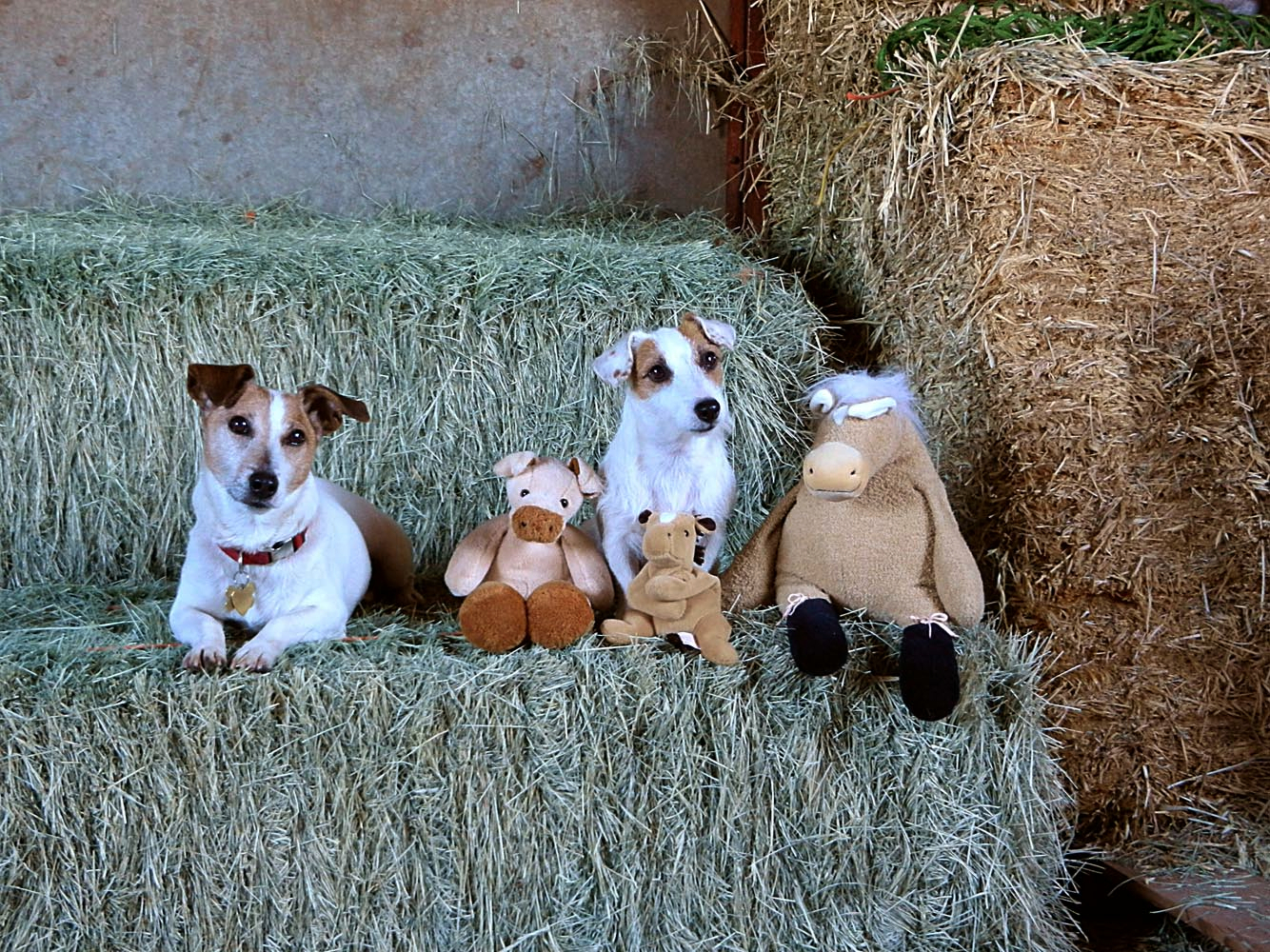 gang on the hay copyx.jpg