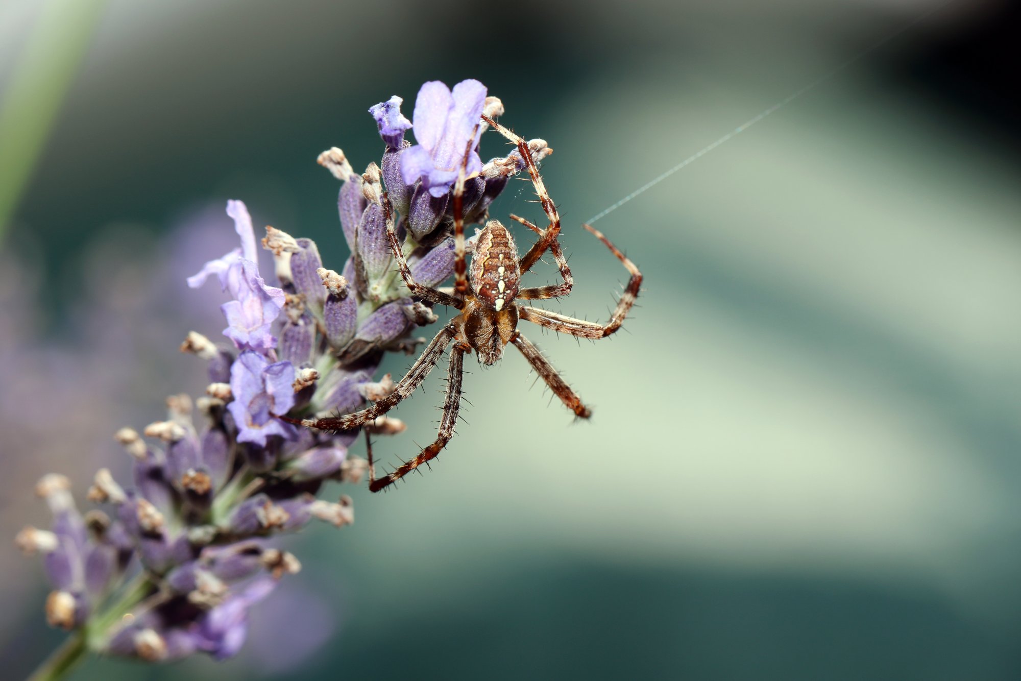 Garden spider.jpg