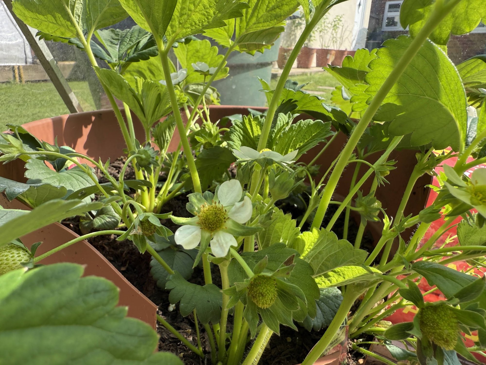 garden10.jpg