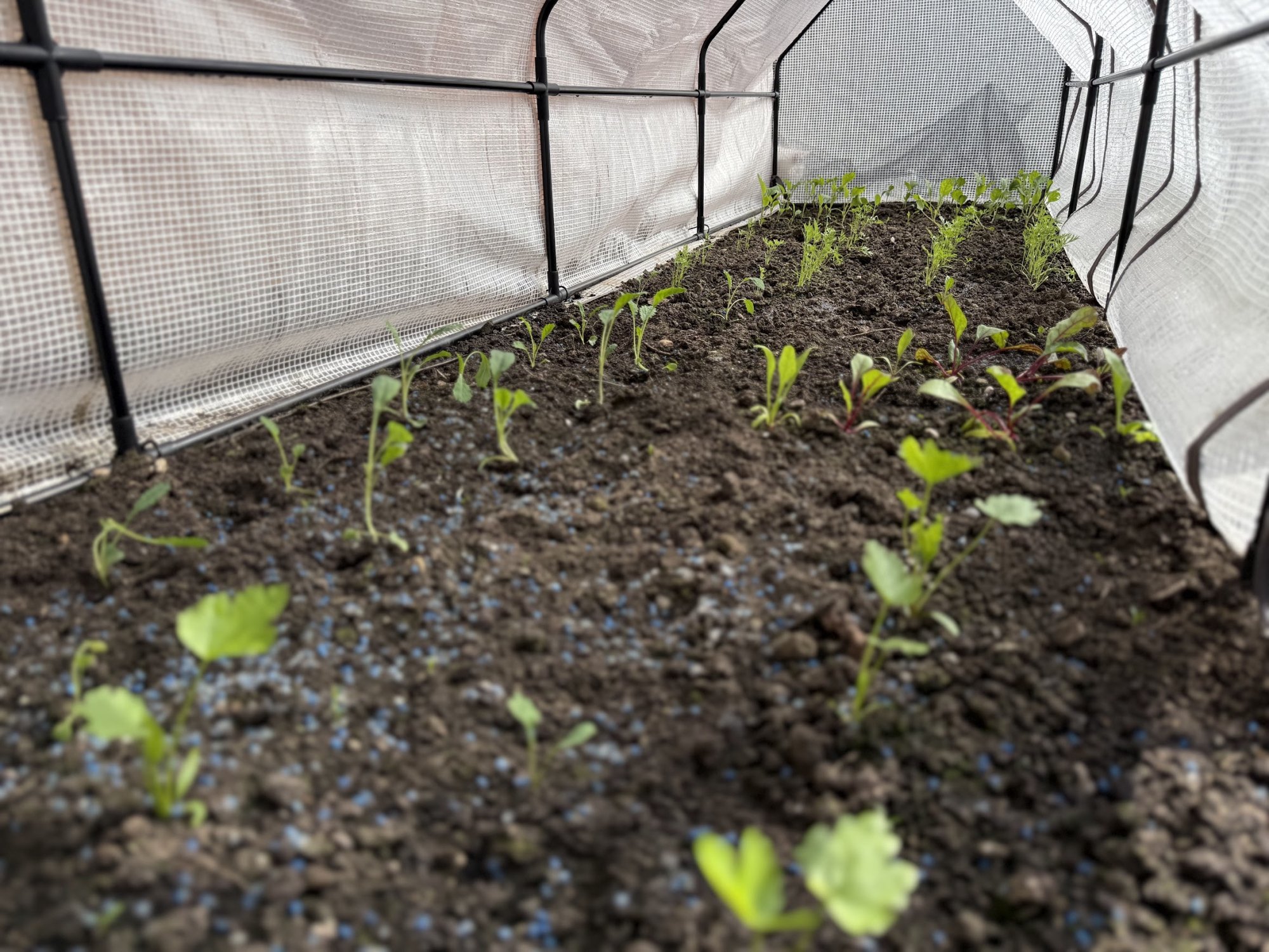 garden12.jpg