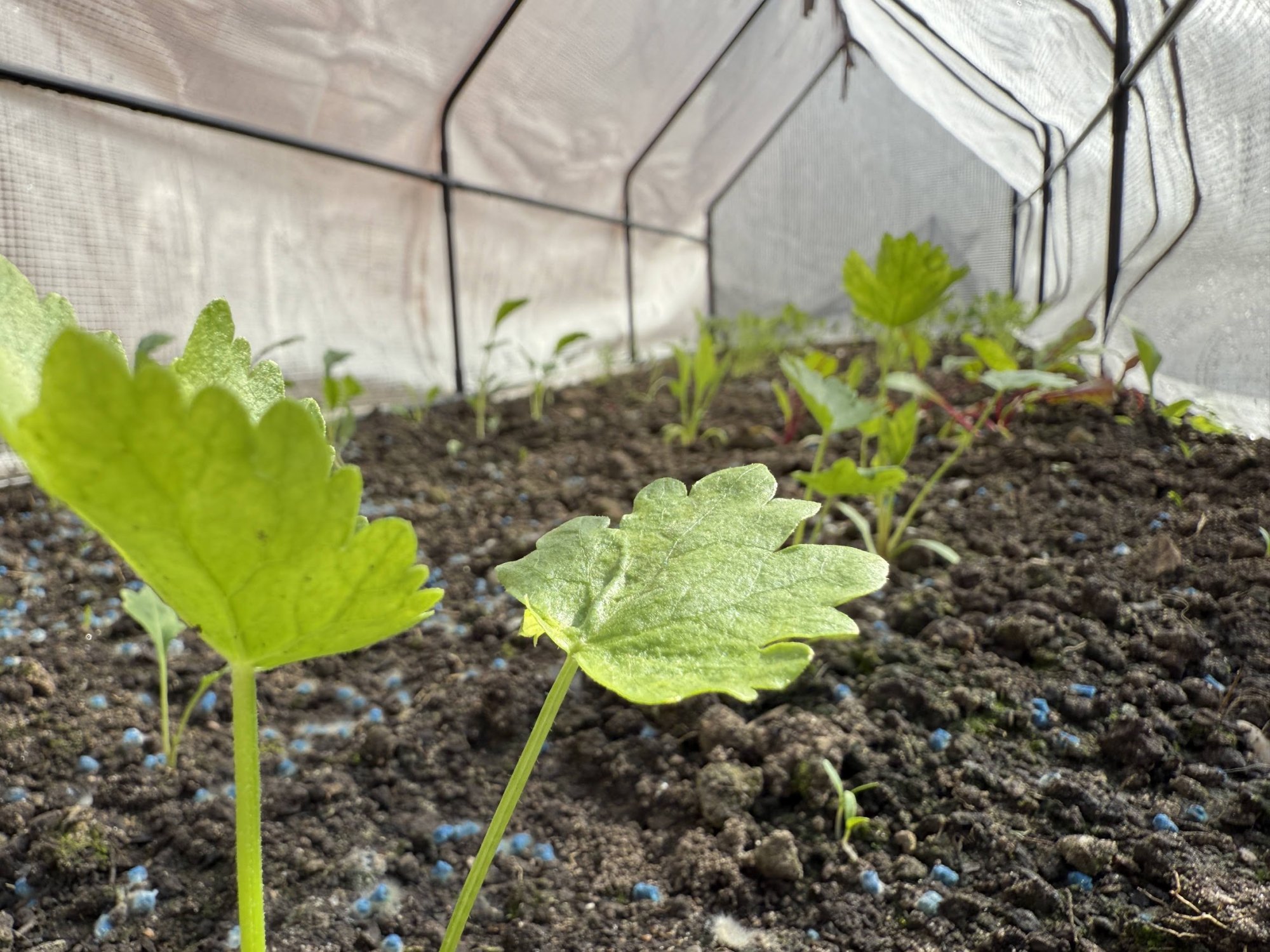 garden13.jpg