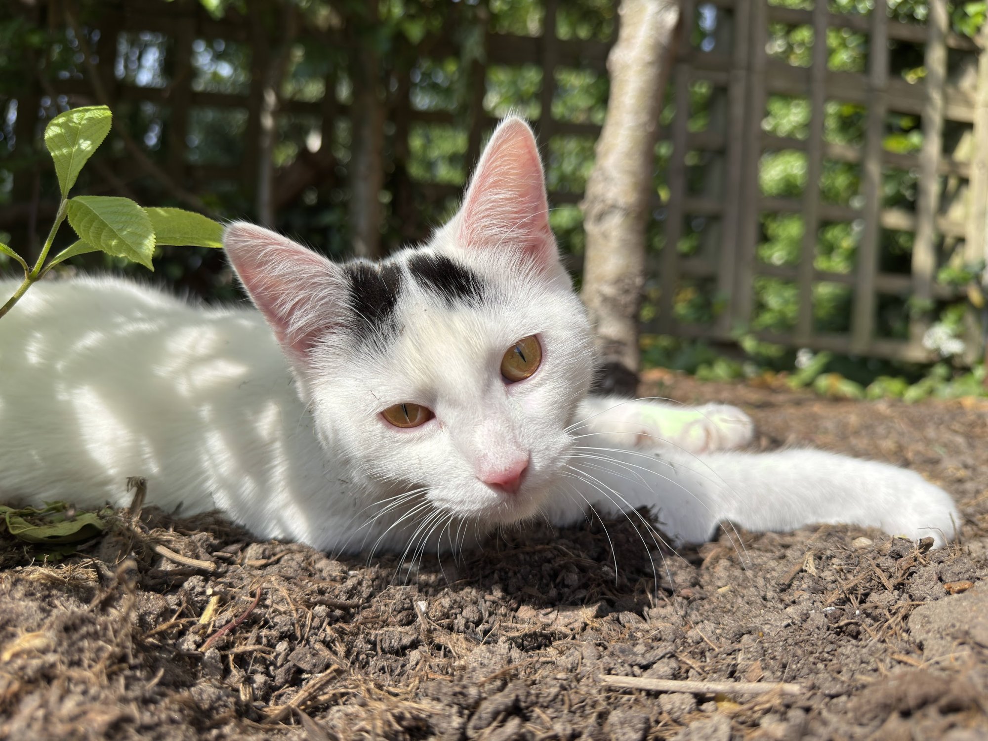 garden17.jpg