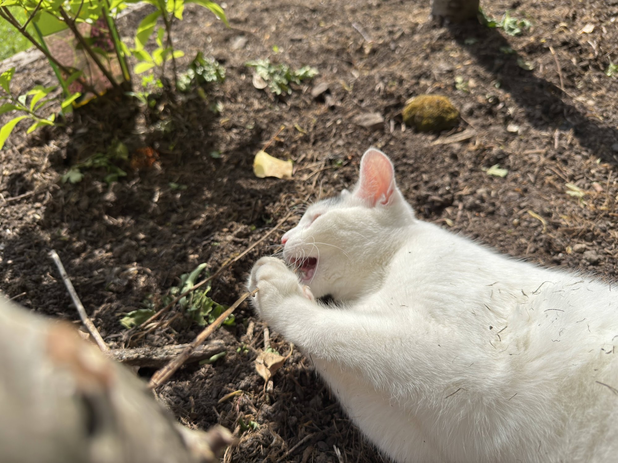garden19.jpg