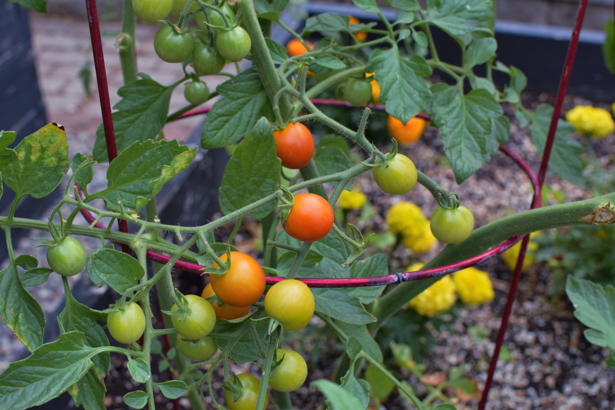 garden2021_cherry_tomatoes.jpeg