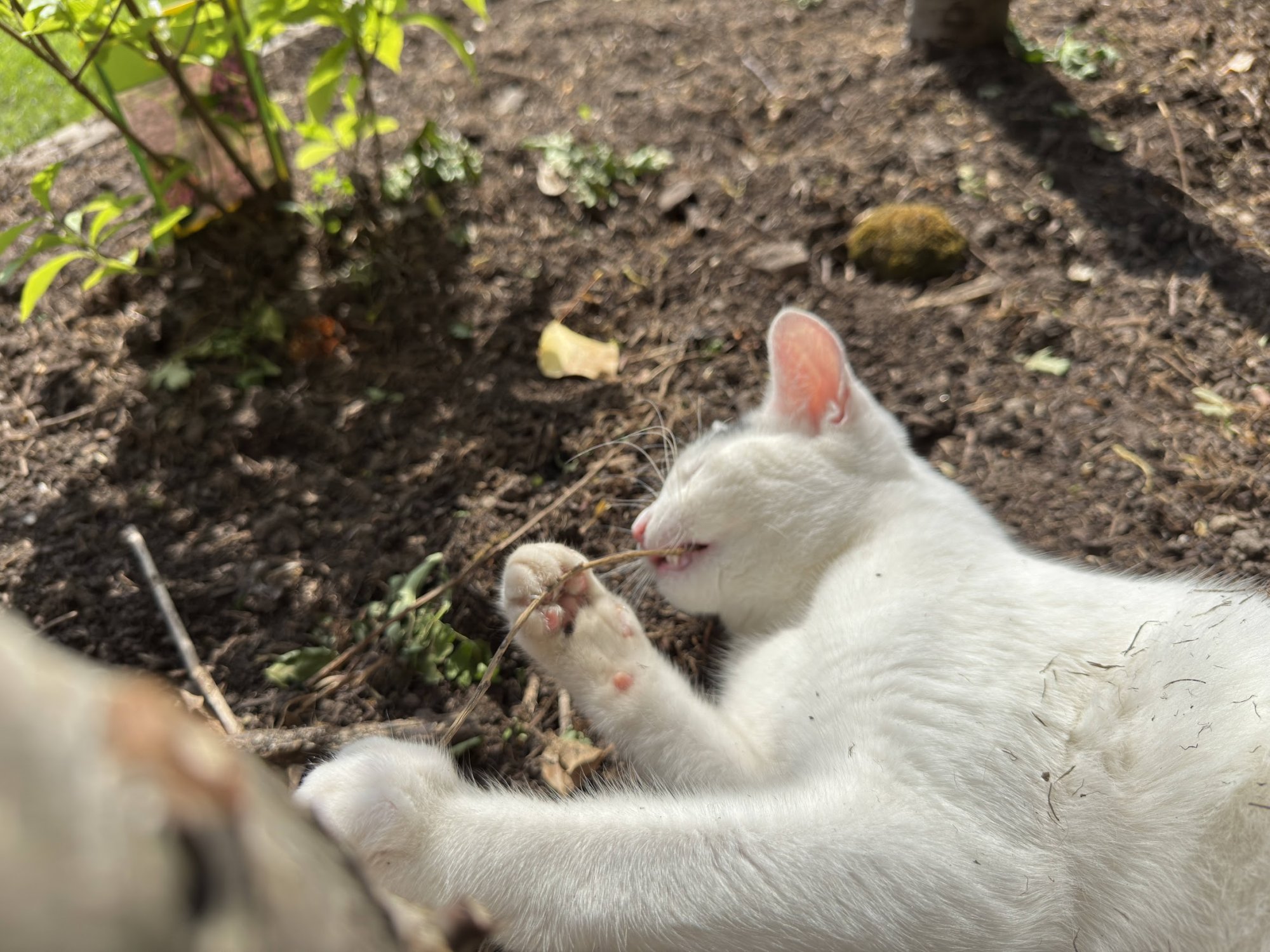 garden21.jpg