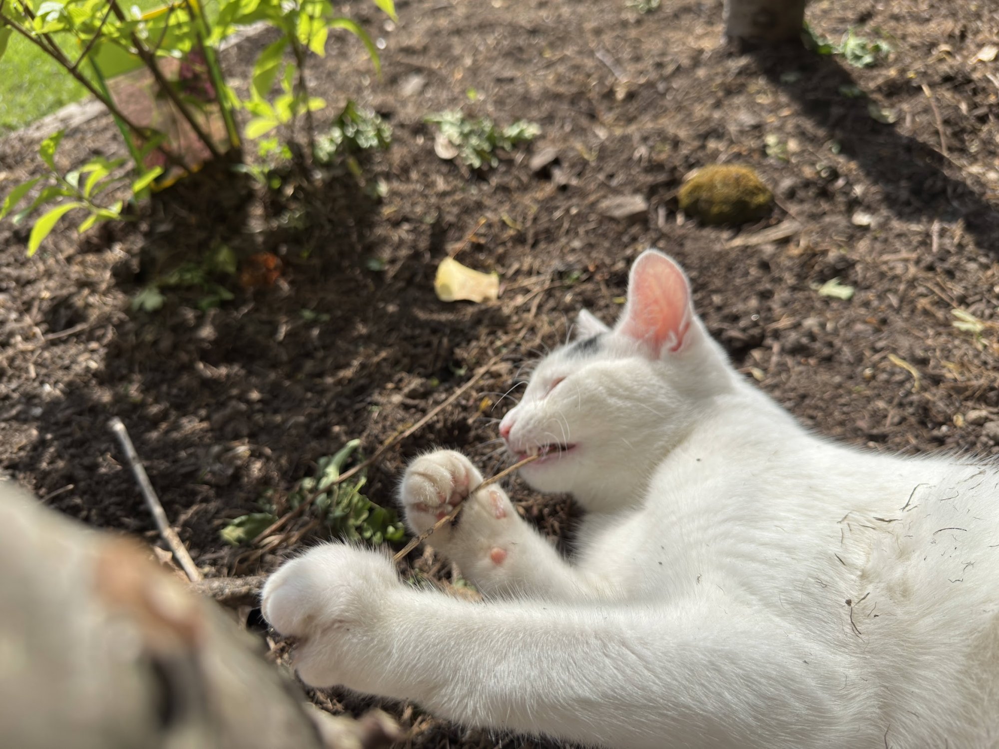 garden22.jpg