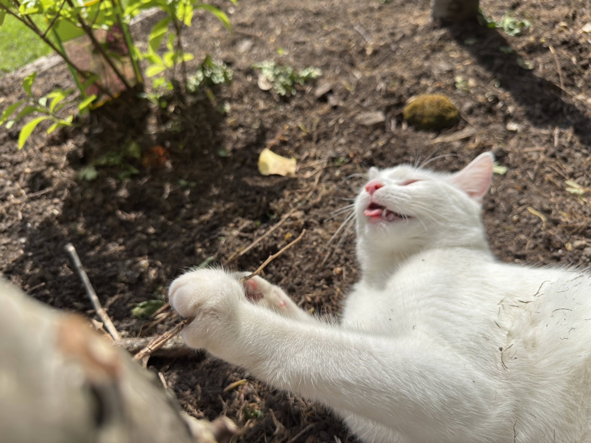 garden23.jpg