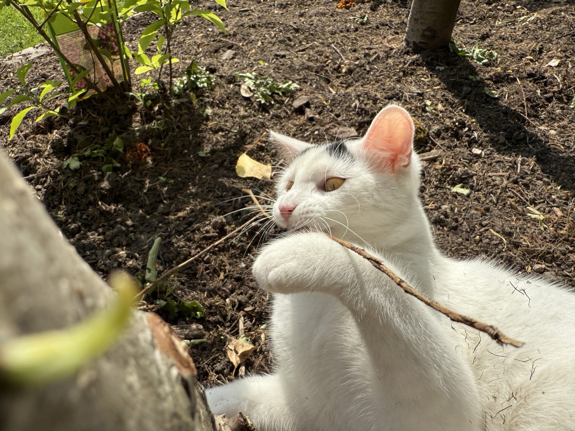 garden25.jpg