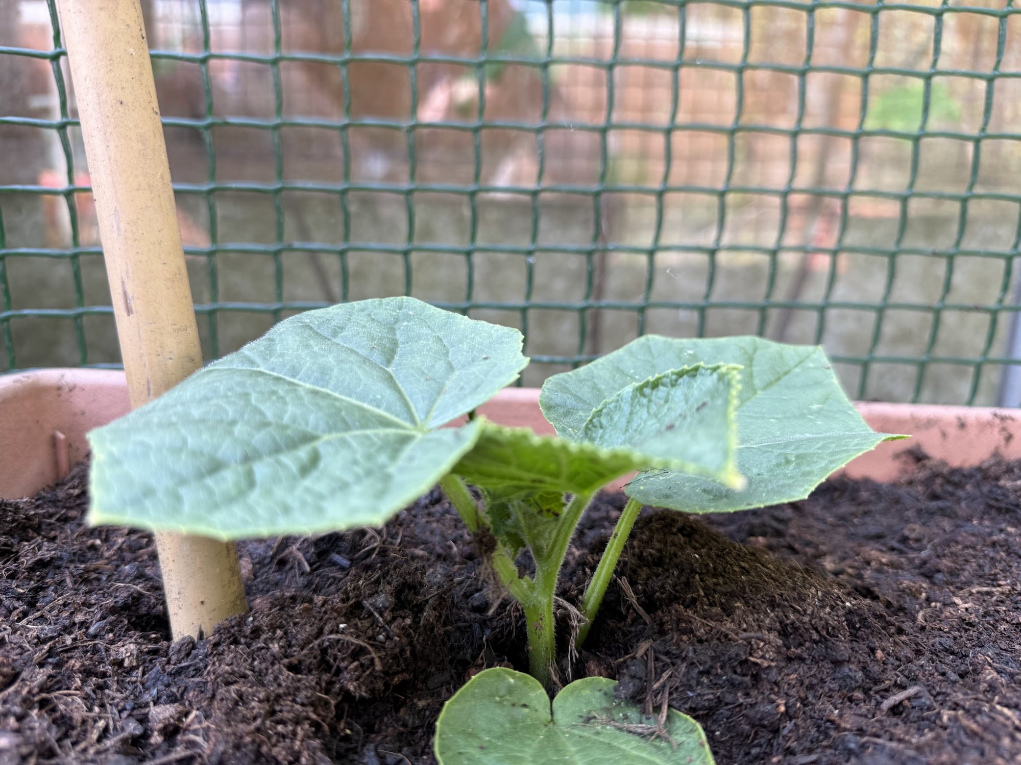 garden4.jpg