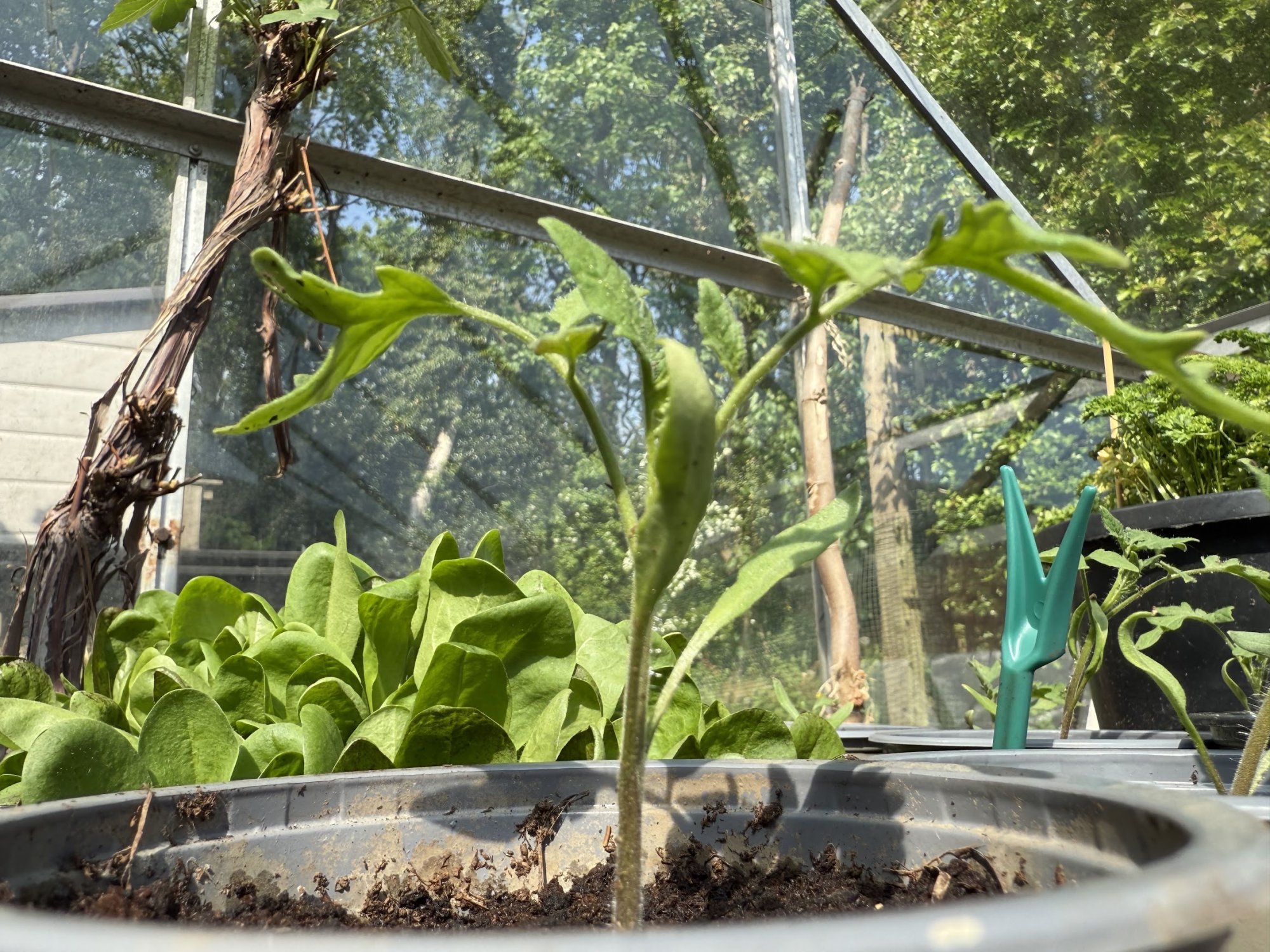 garden5.jpg