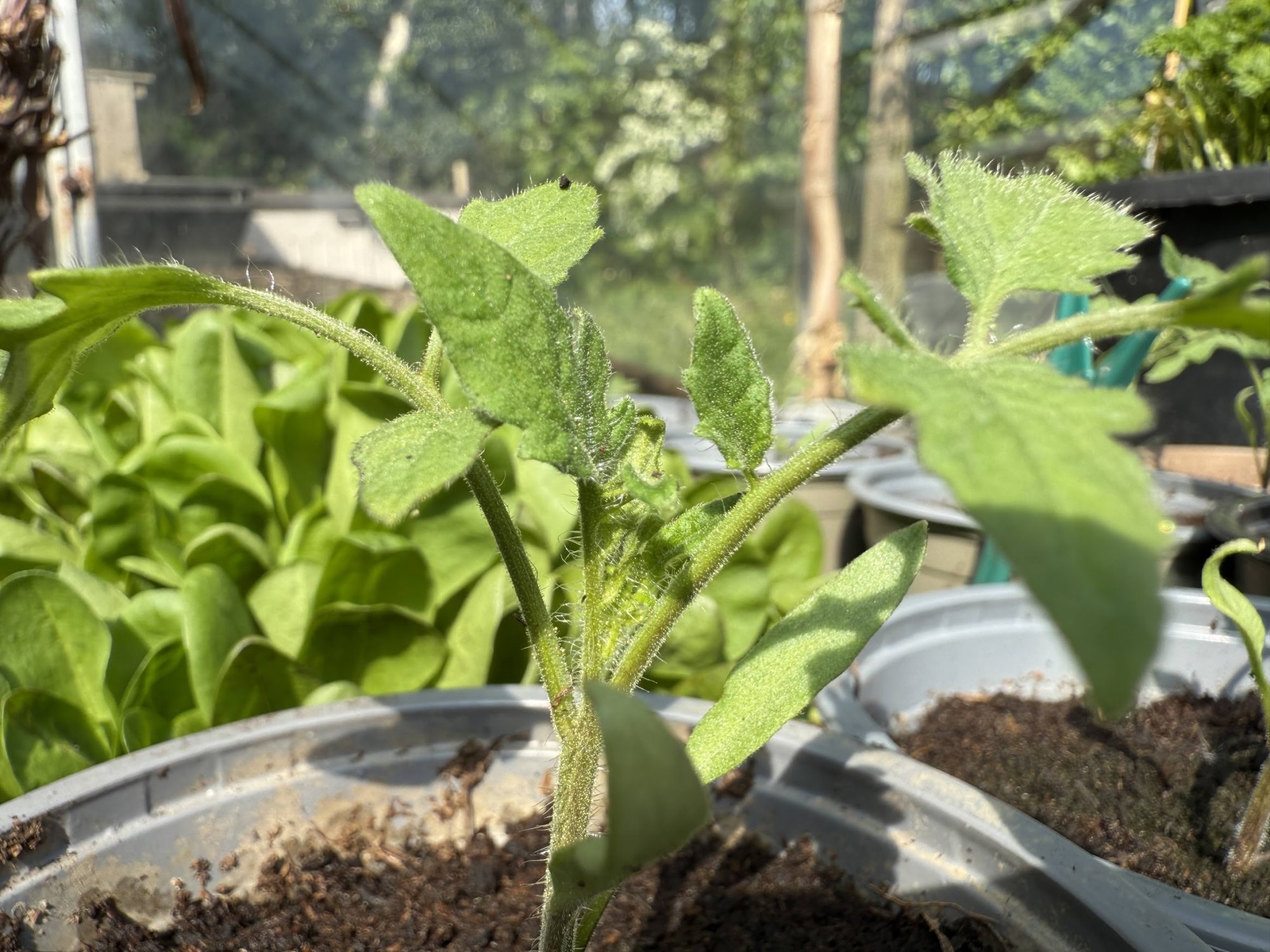 garden6.jpg