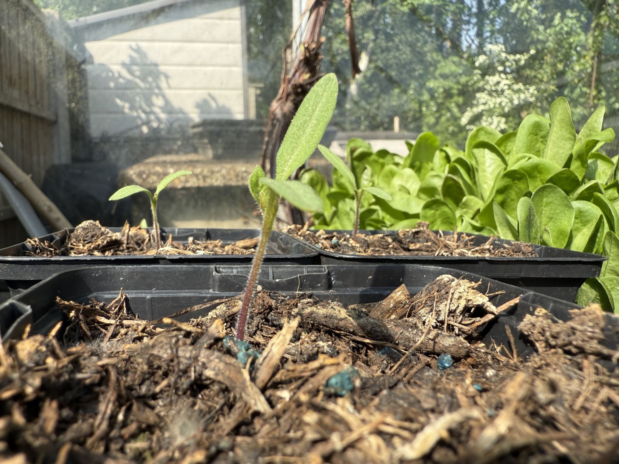 garden7.jpg