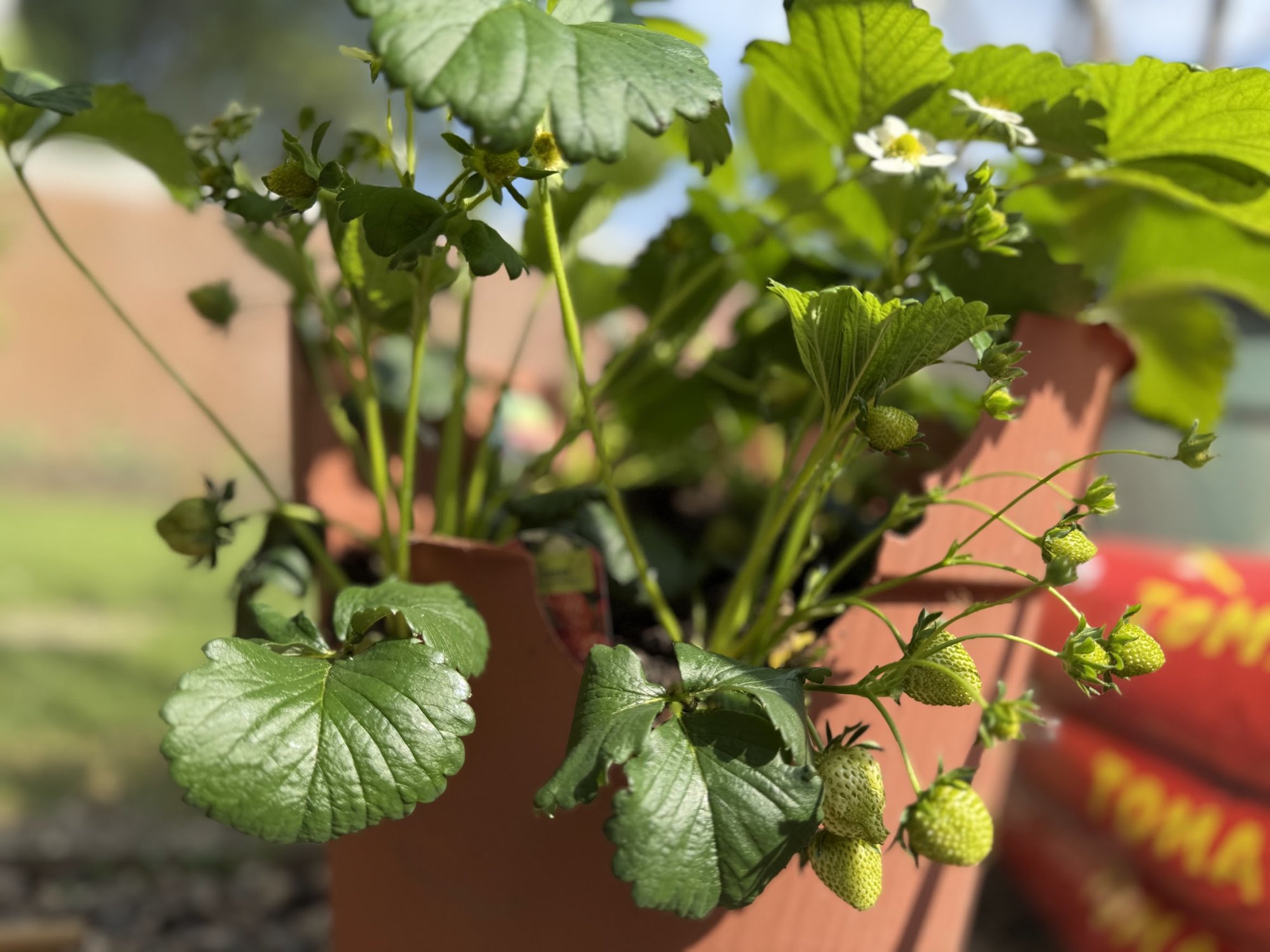 garden9.jpg