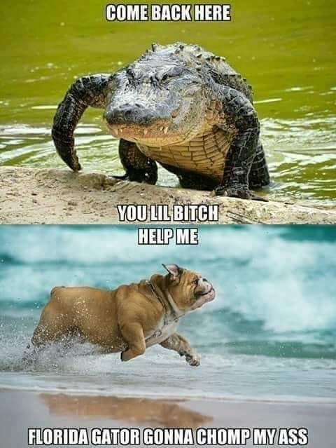 gator.jpg