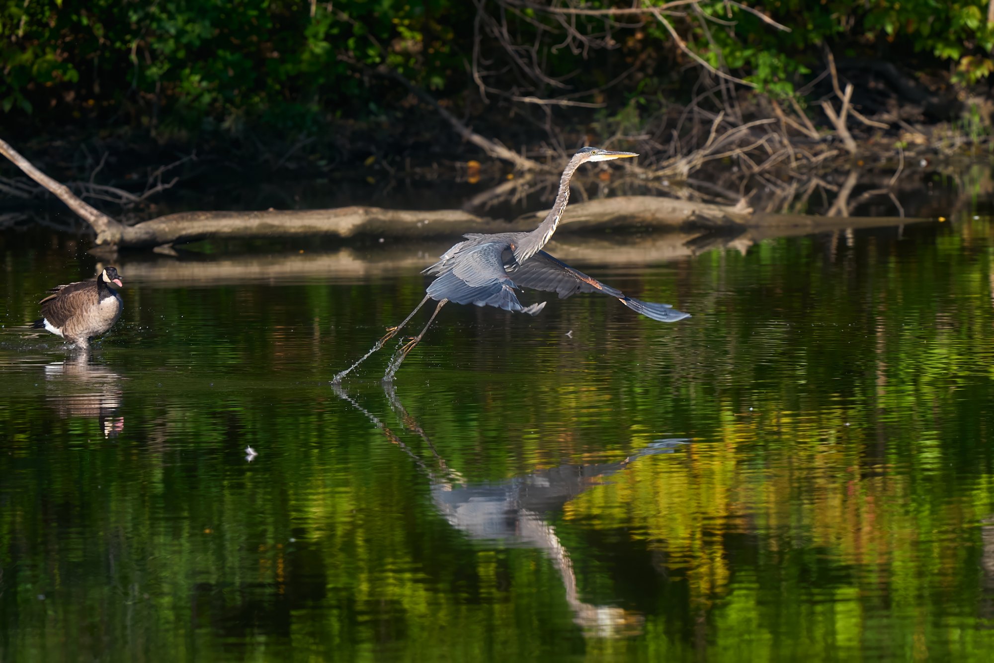 gbh-0337-24-09-01.jpg