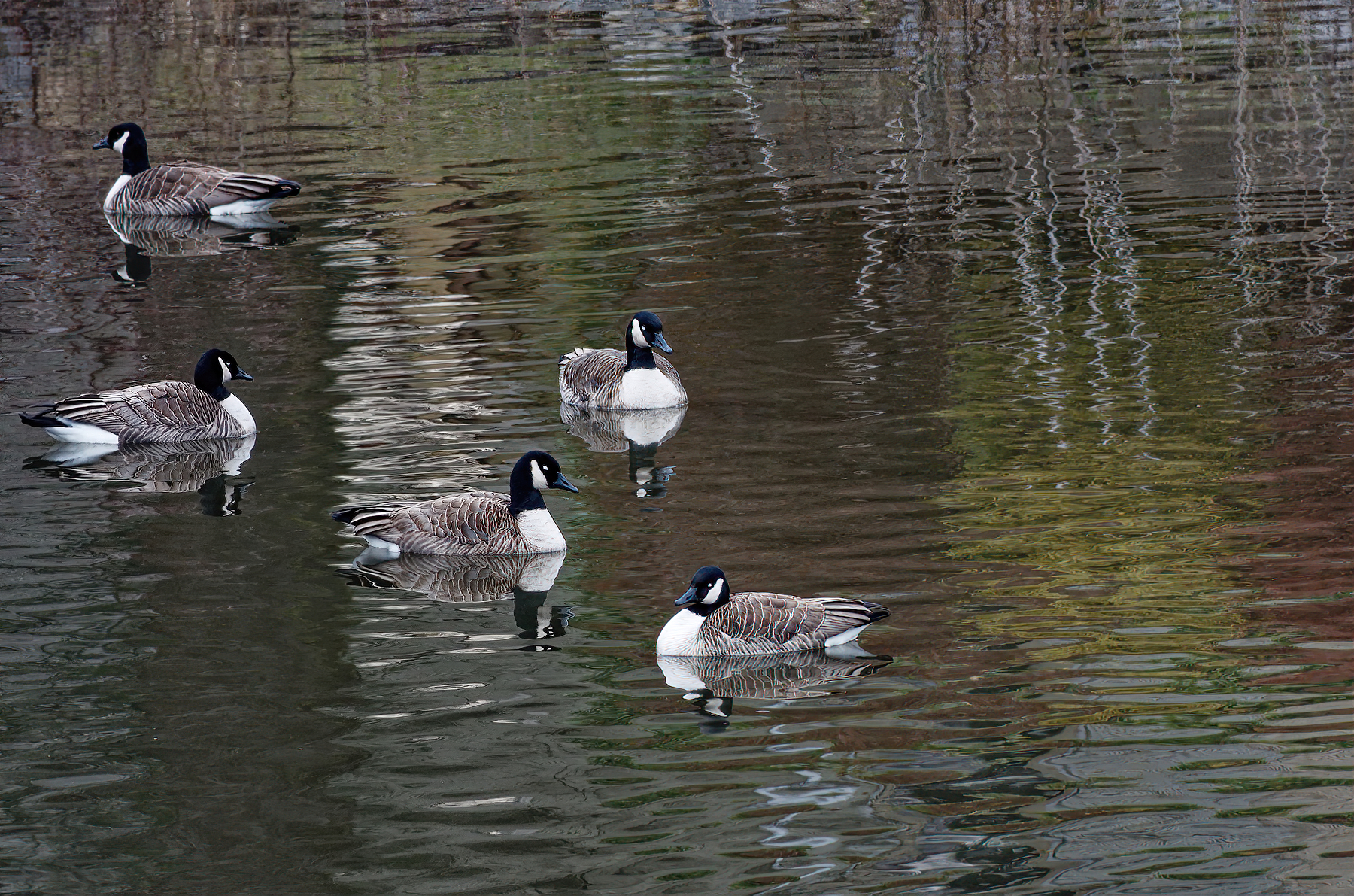 Geese Dozing on the Last Day of 2020.jpg