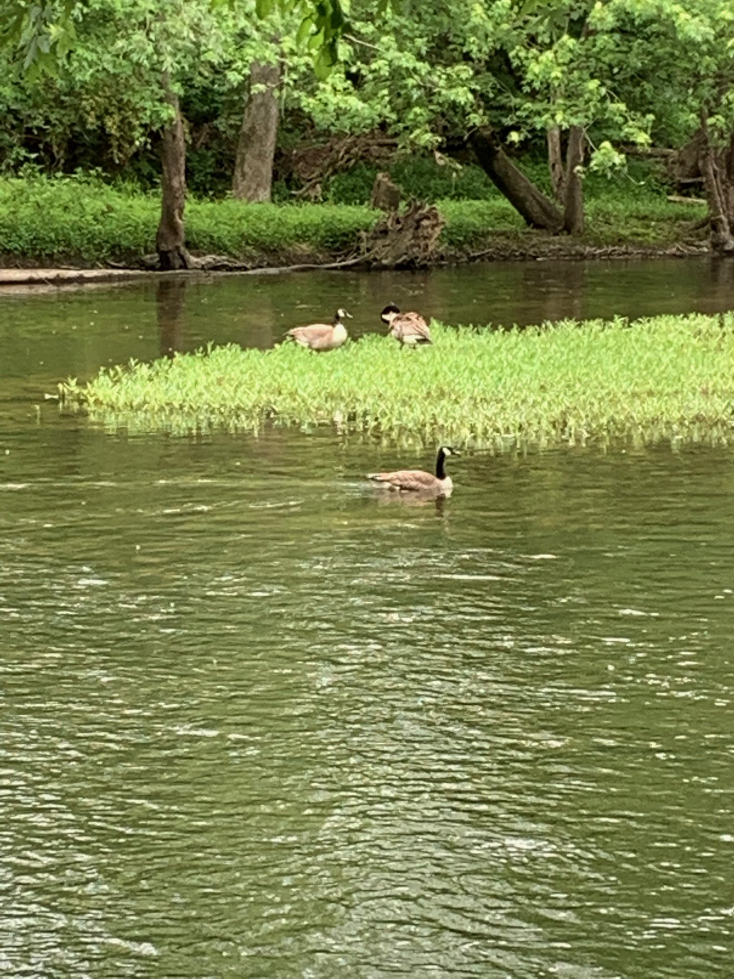 Geese in creek at Battelle Darby Creek 3.jpeg