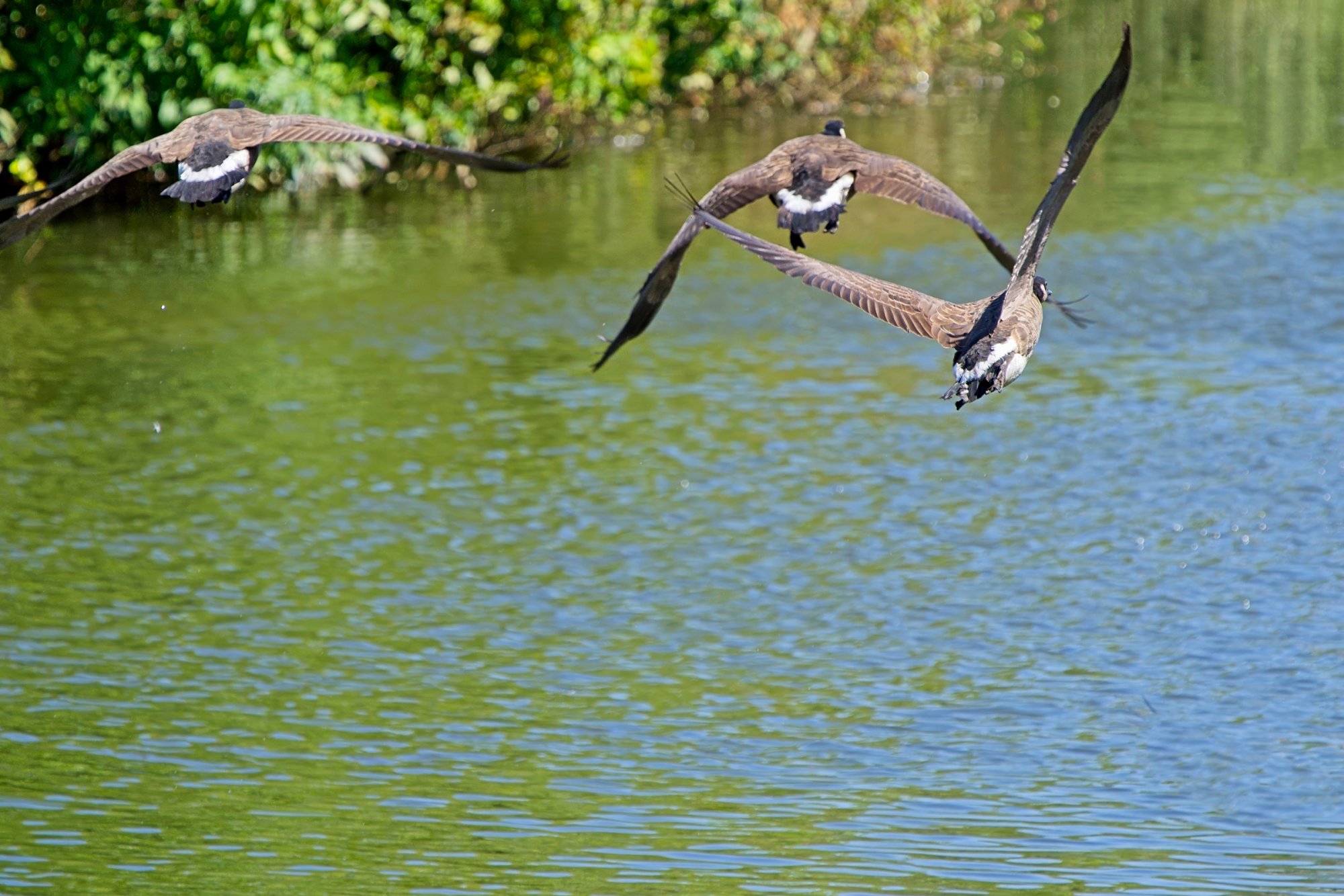 Geese in Flight.jpeg