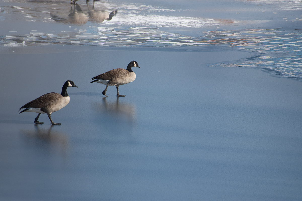 Geese on Ice.jpeg