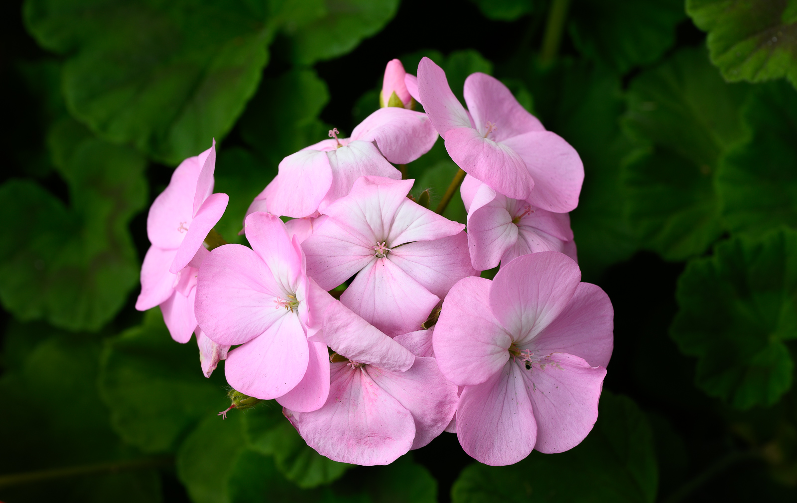 Geranium-1.jpg