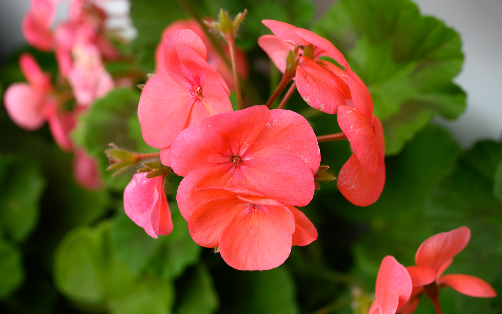 Geranium-2.jpg