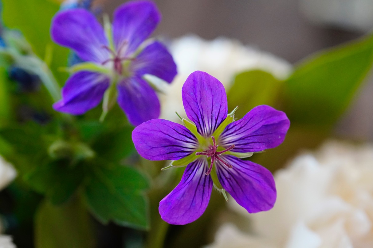 Geranium sylvaticum.jpg