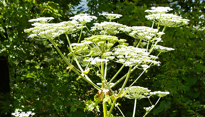 giant-hogweed.jpg