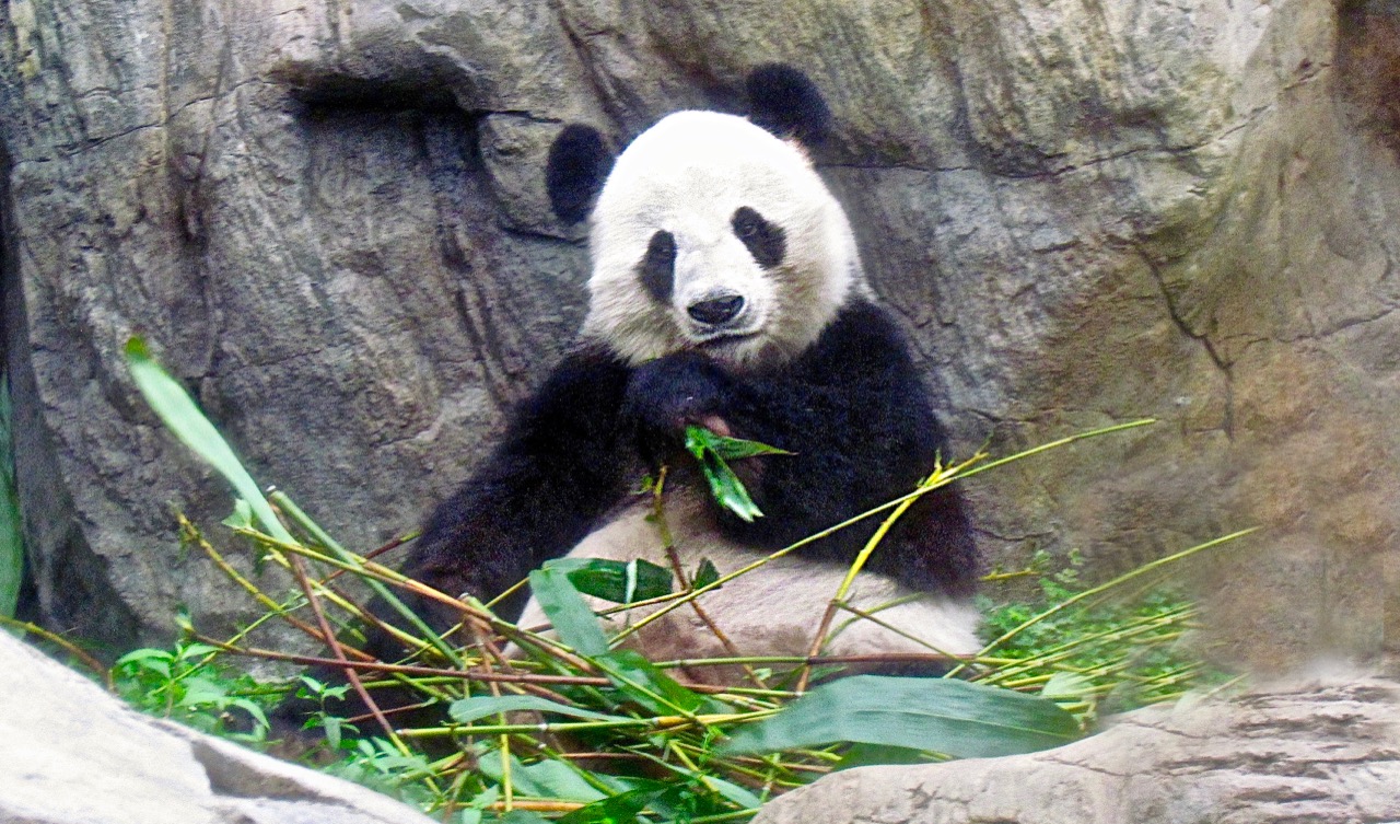 Giant Panda.jpg