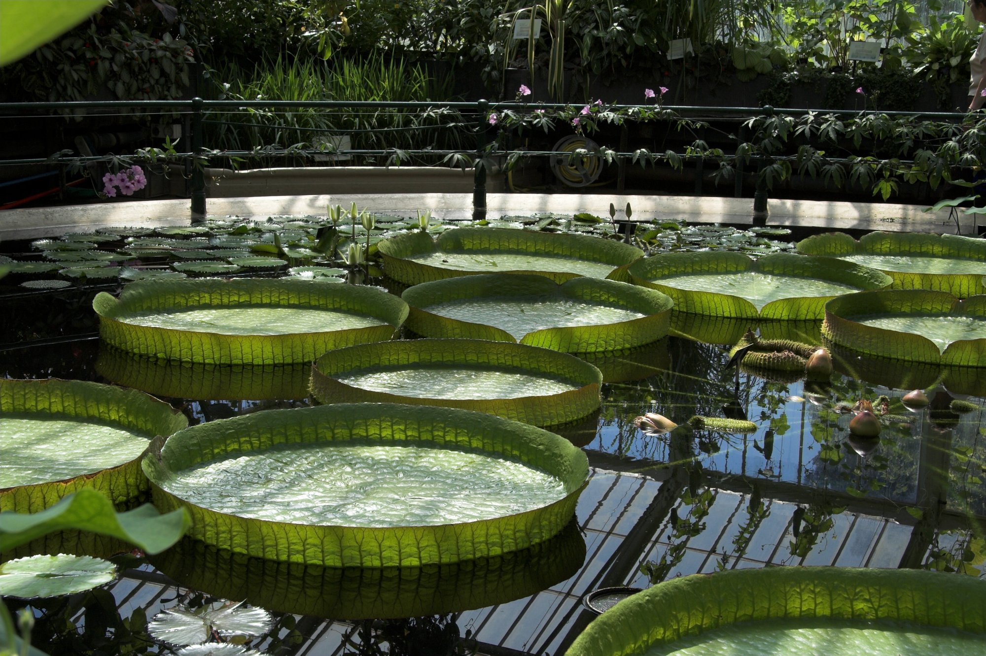 Giant Waterlily (Victoria amazonica) , Kew Gardens.jpg