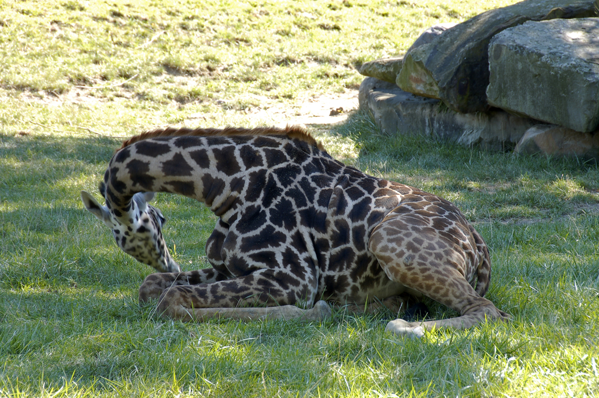 giraffe 01 resize.jpg