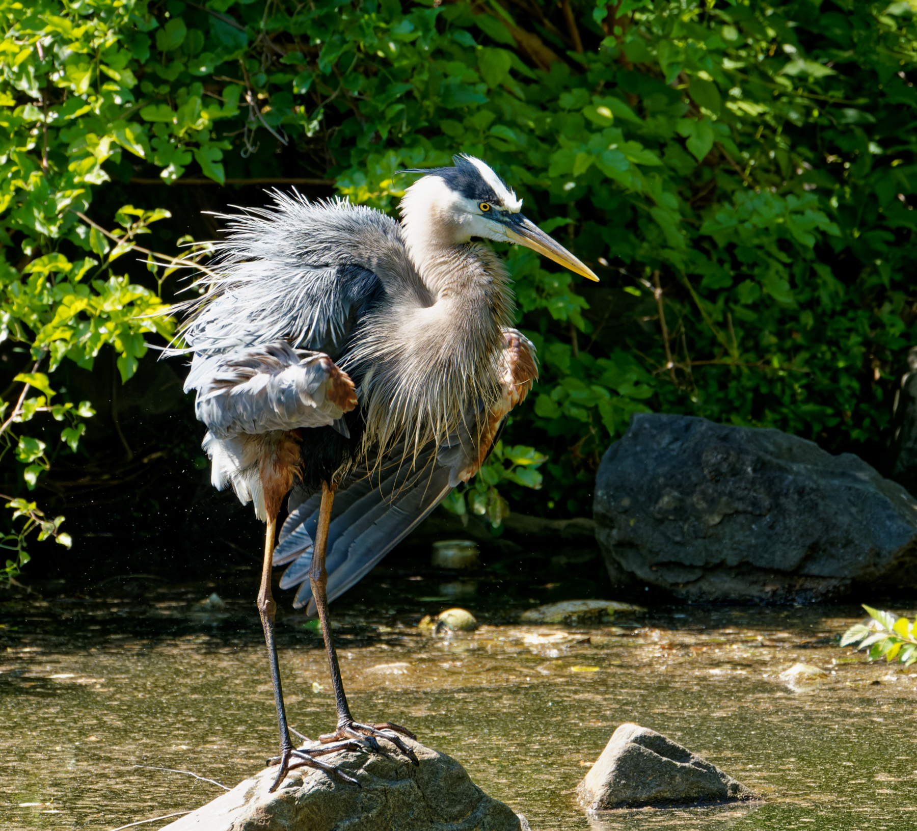 Giving His Feathers a Good Shake.jpeg