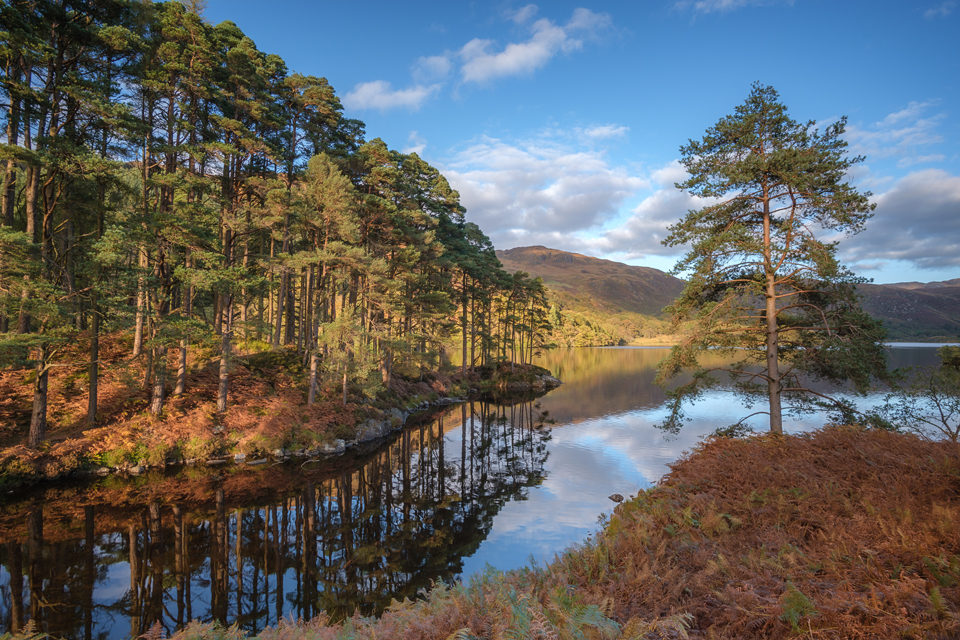 Glentrool Pine Forest small copy.jpg