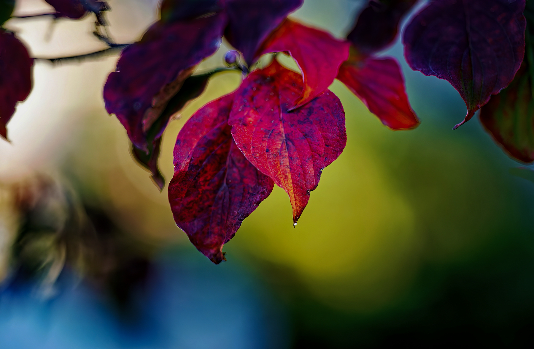 Glowing Leaves in the Late-Day Sun.jpeg