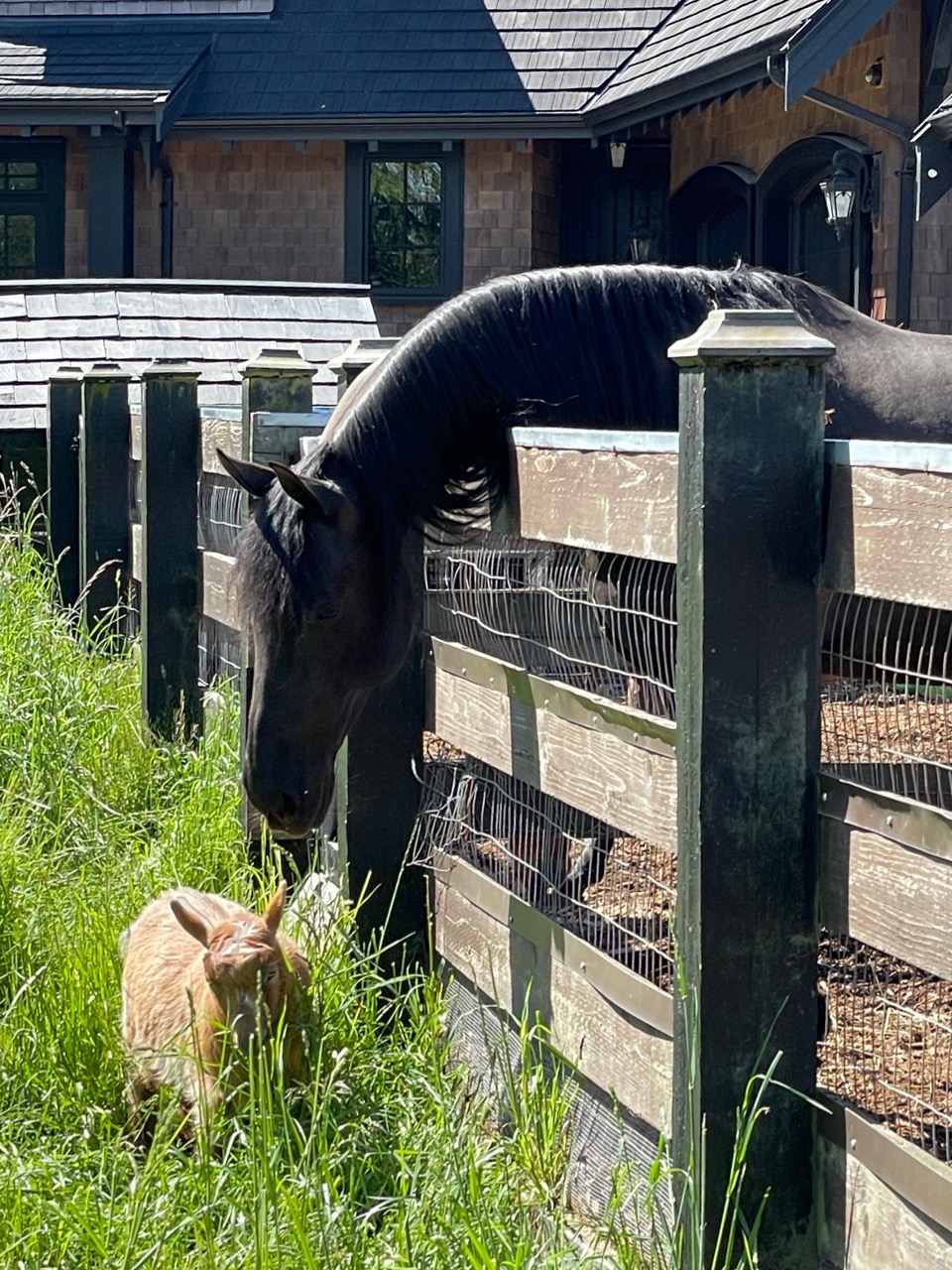 Goat feeding horse.jpg