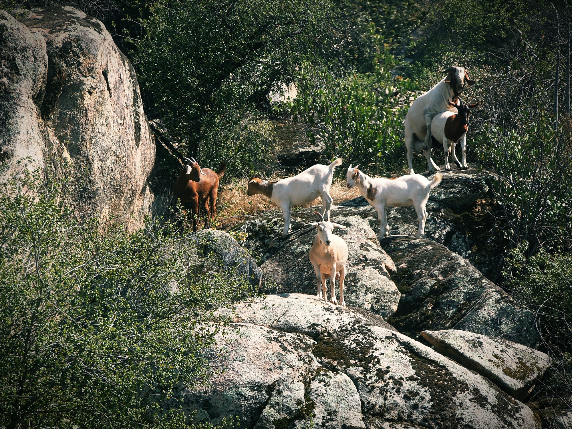 goats on the rocks x.jpg