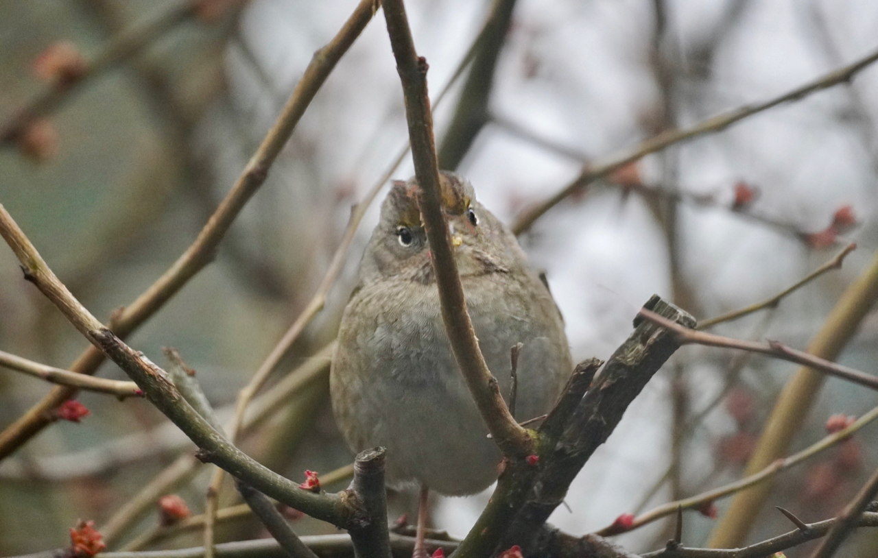 Gold-Crowned sparrow hiding.jpg