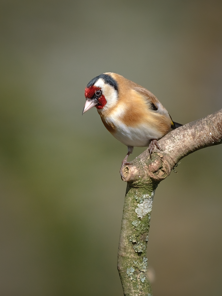 Goldfinch small.png