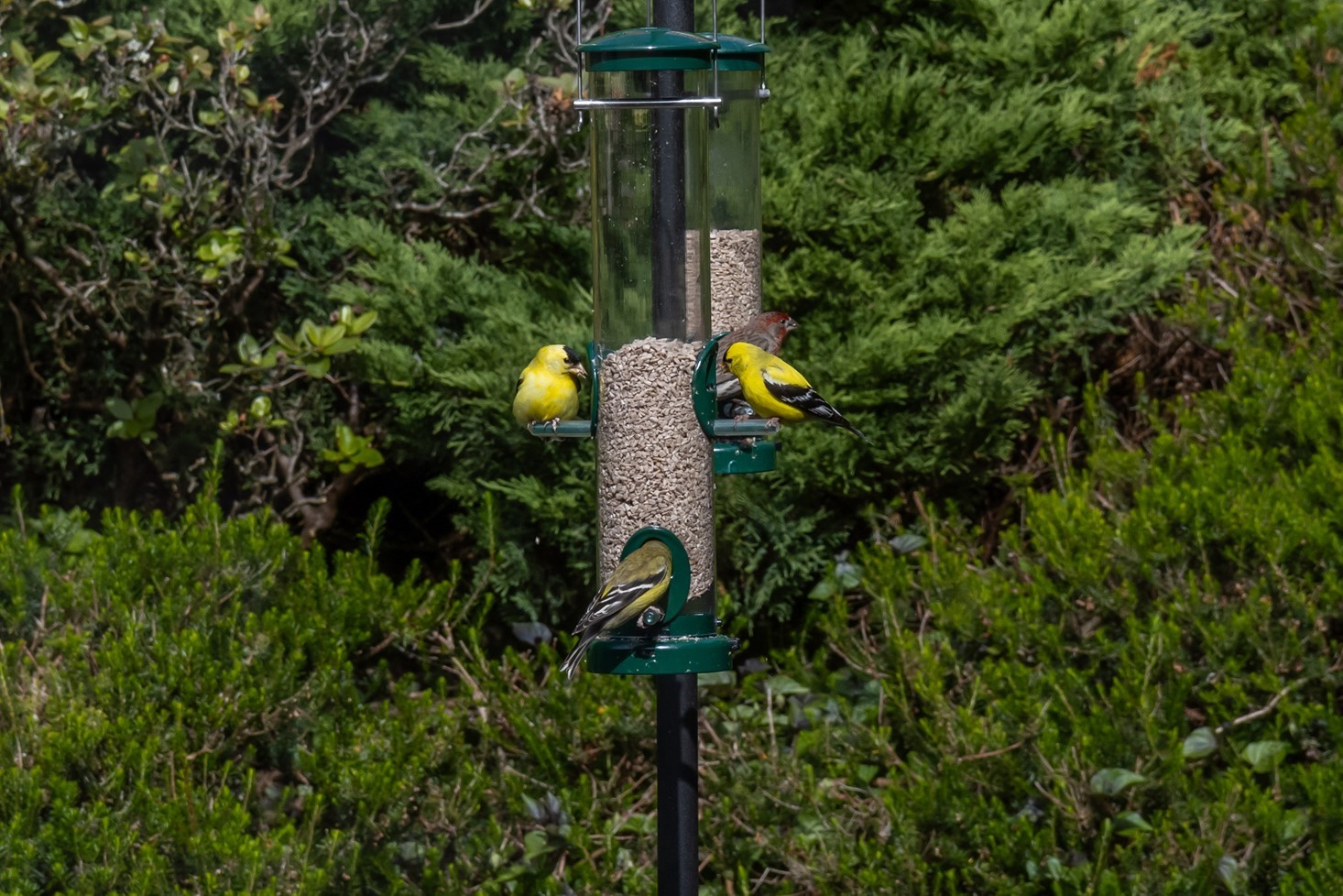 Goldfinches.jpg