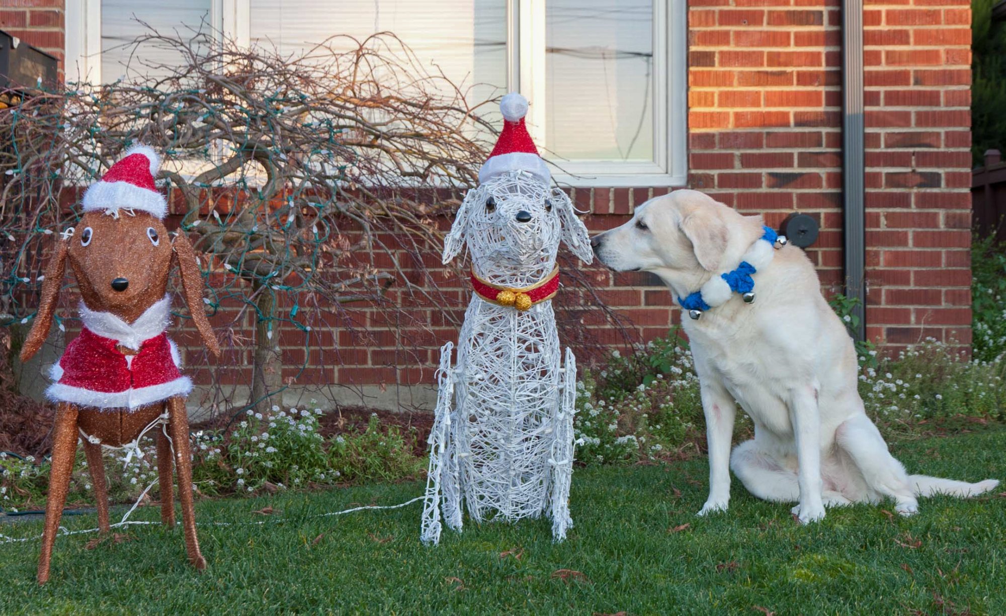 Goldy with Christmas pups.jpg