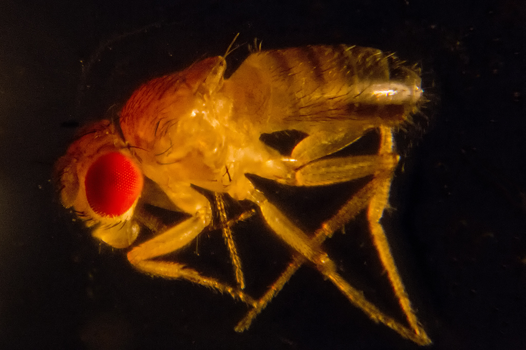 goodfruitflystackiso64002a1024.jpg