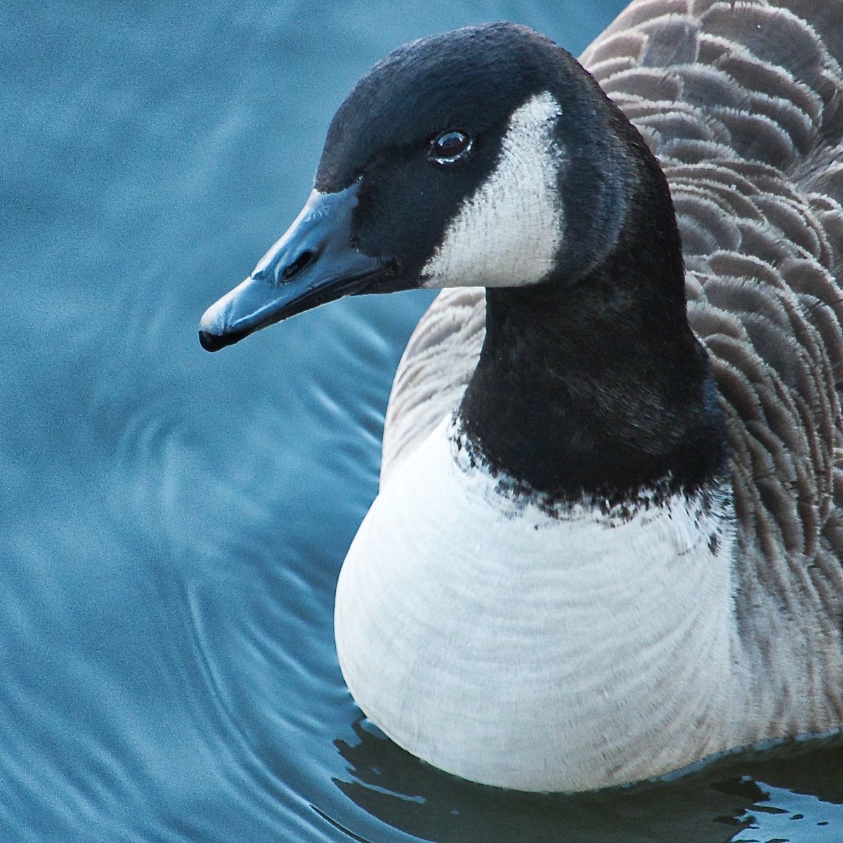 Goose Headshot (1).jpg