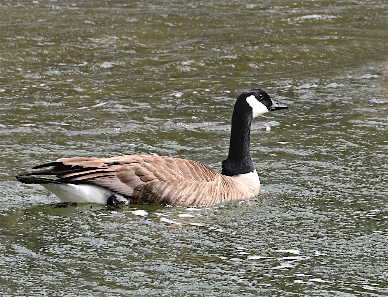 Goose.jpg