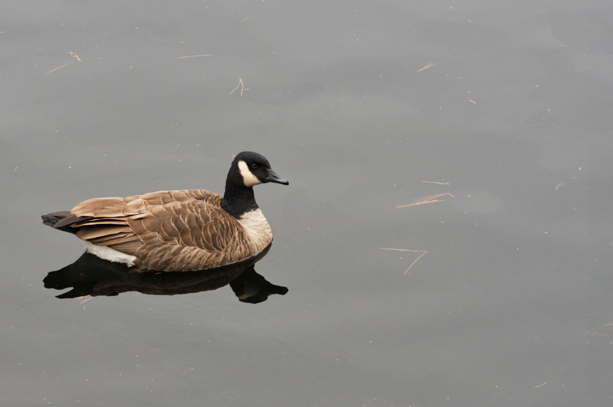 Goose on a Grey Day.jpeg