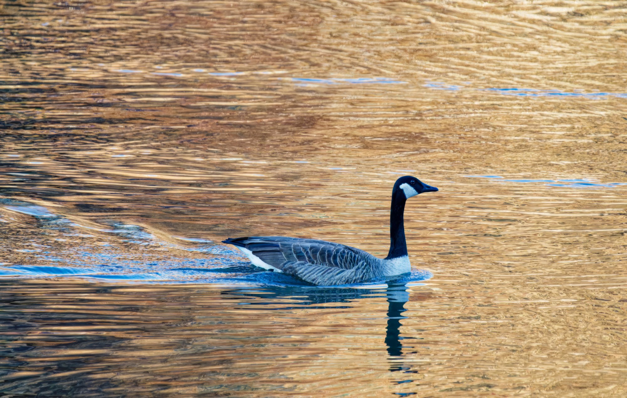 Goose on Golden Pond.jpeg