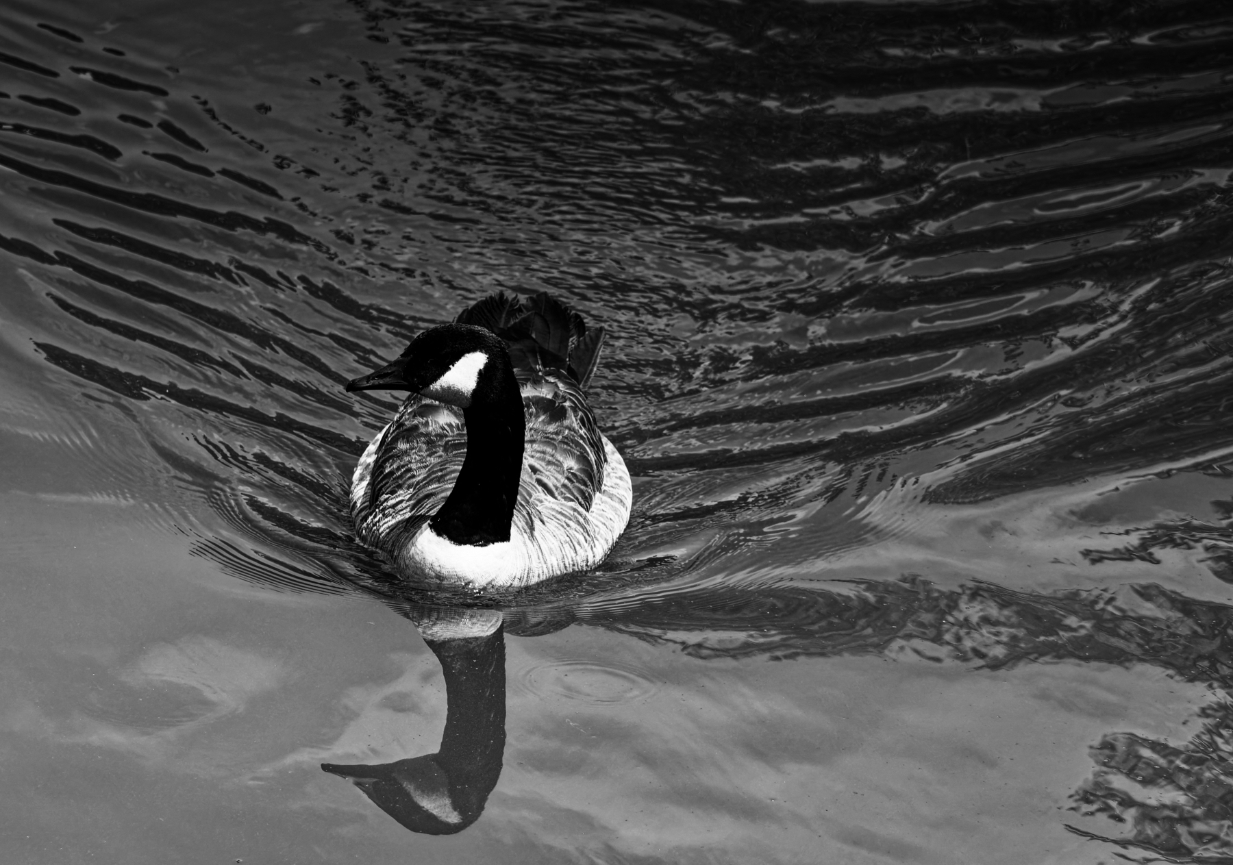 Goose, Water and Sky.jpeg