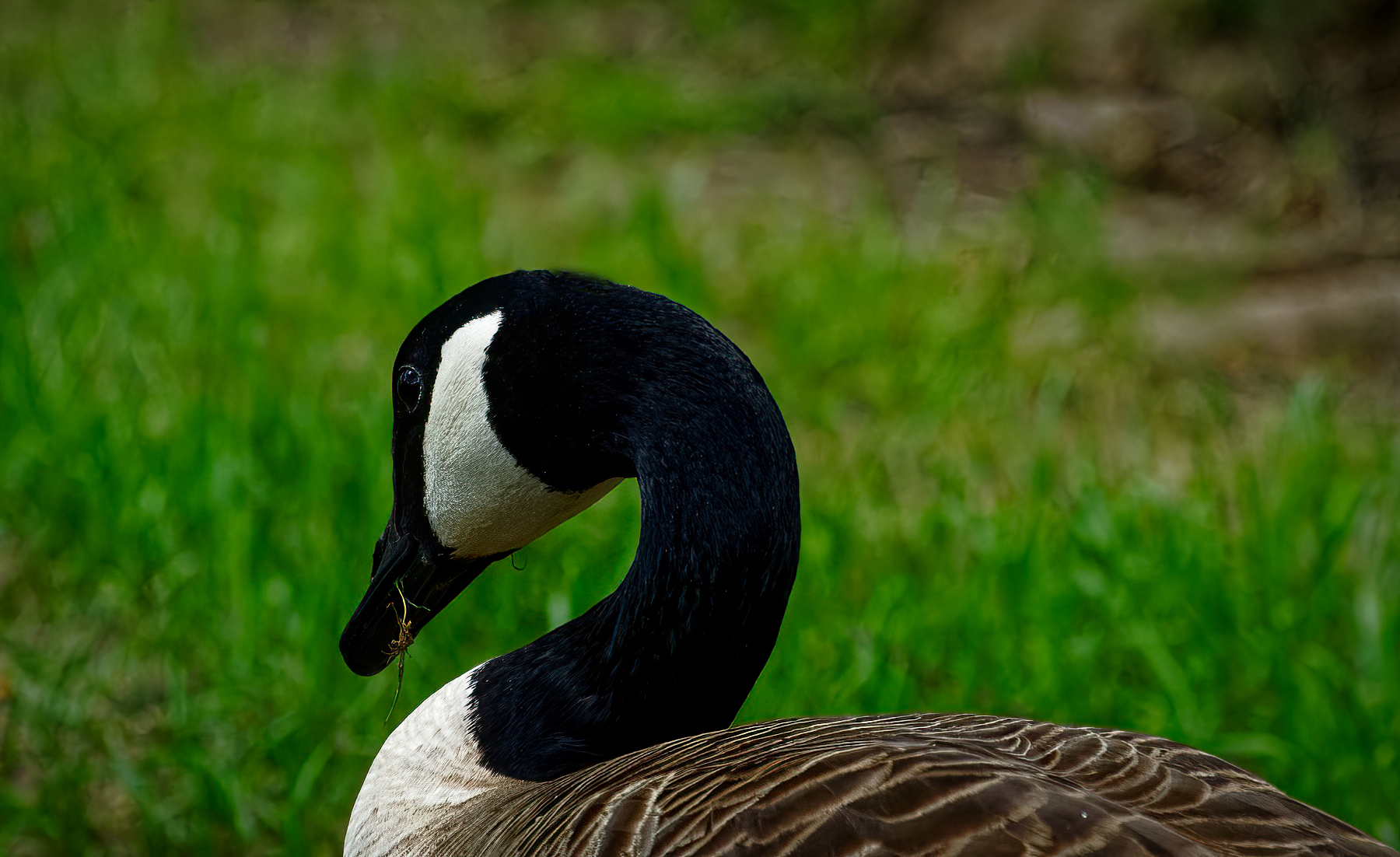 Goose With a  Mouthful.jpeg