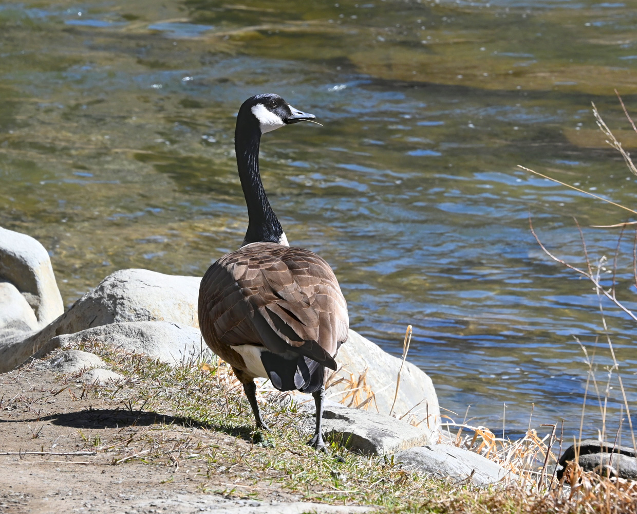 Goose_073A.jpg