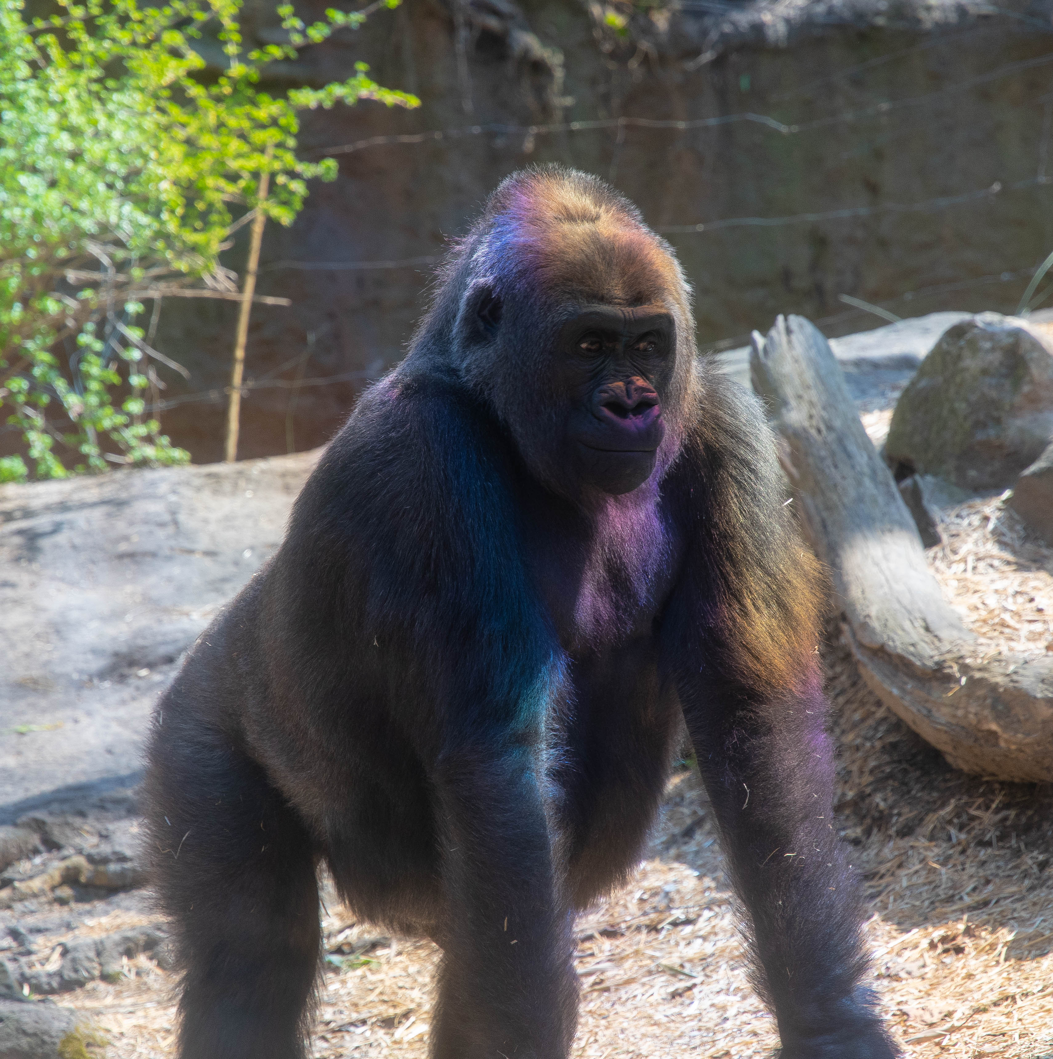 gorilla_rainbow_bronx_zoo-123028.jpg