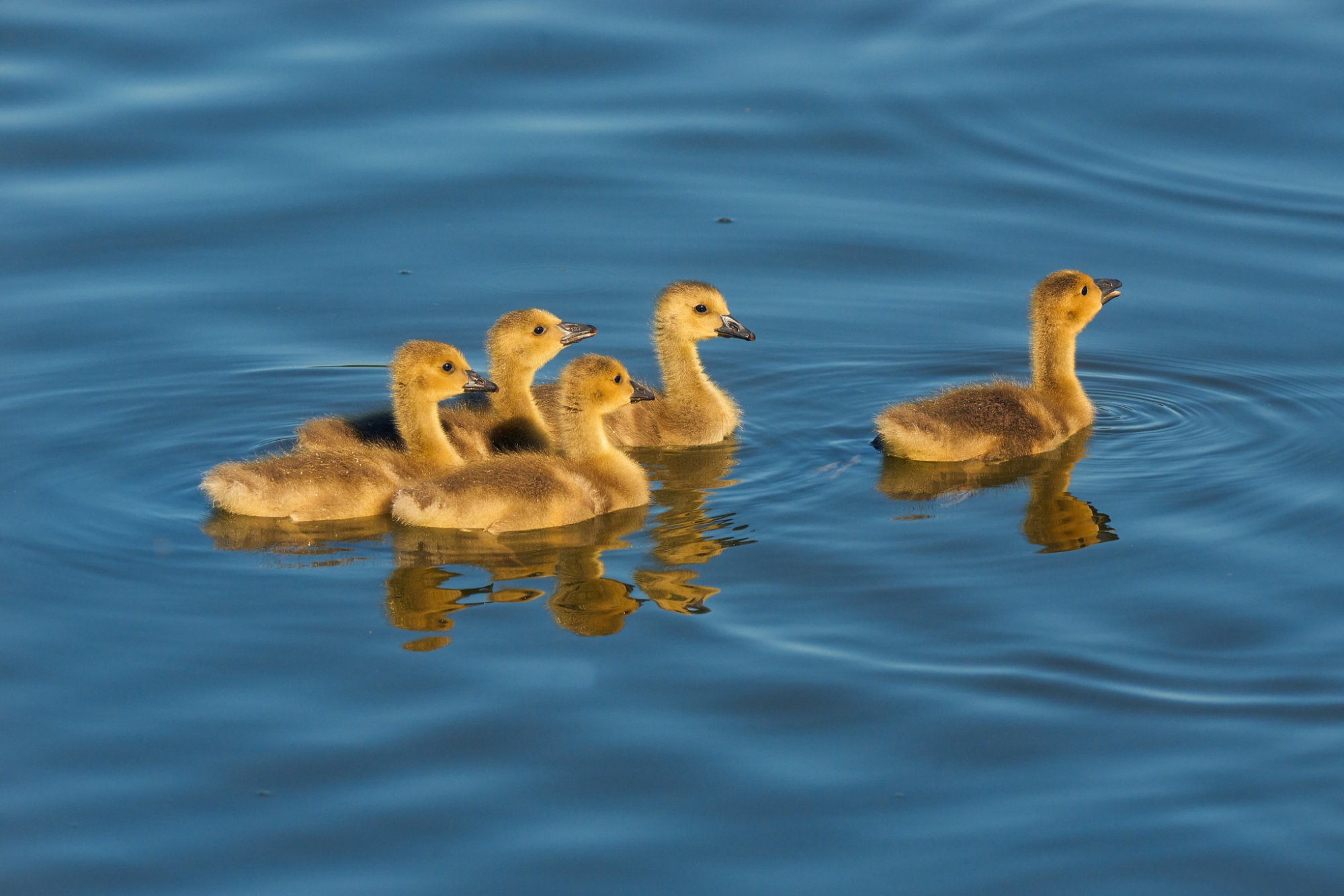 goslings-0010-24-06-11.jpg